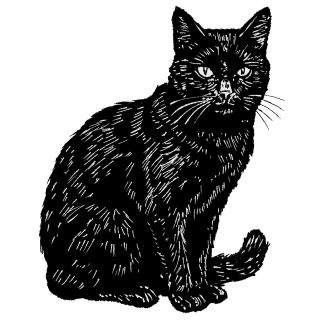 blackcat